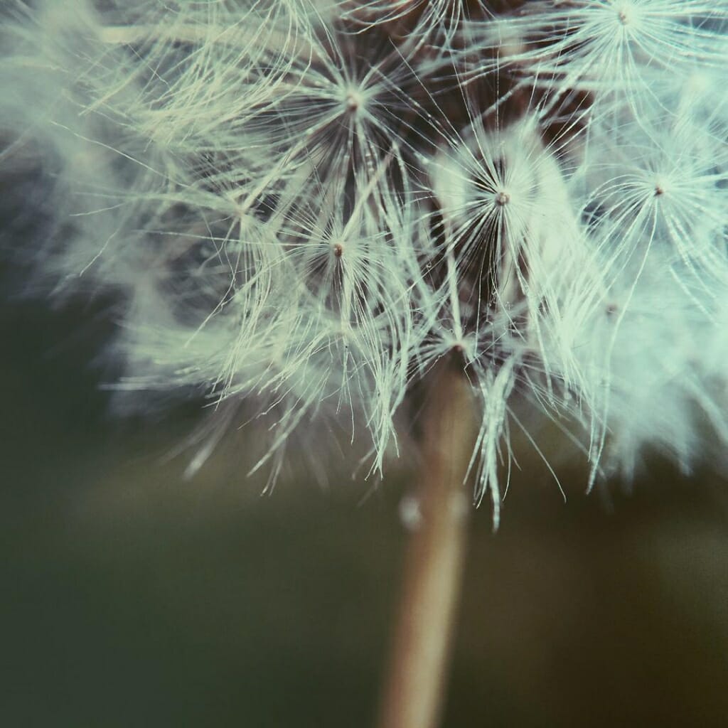 A close-up iPhone photo of a dandelion clock taken with an Olloclip macro add-on lens