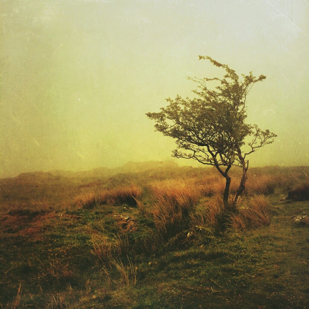 An iPhone photo of a wind-swept tree in a field, enhanced with the Mextures app.