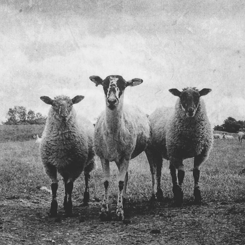 A black and white textured iPhone photo of 3 sheep in a field