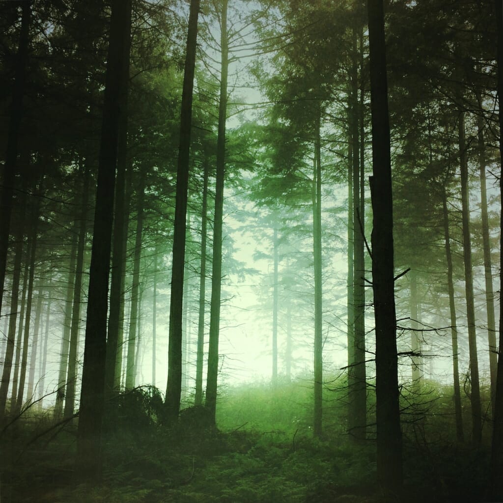 A misty mobile phone photo of a forest