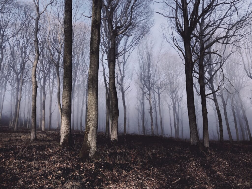 An iPhone photo of a misty forest in winter