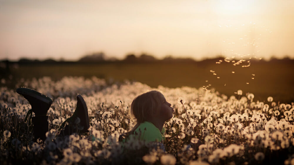 A young girl blows dandelion clocks during golden hour
