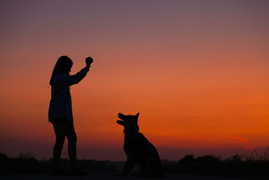 A silhouette image of a dog and its owner playing ball at sunset, another great example of pet photography