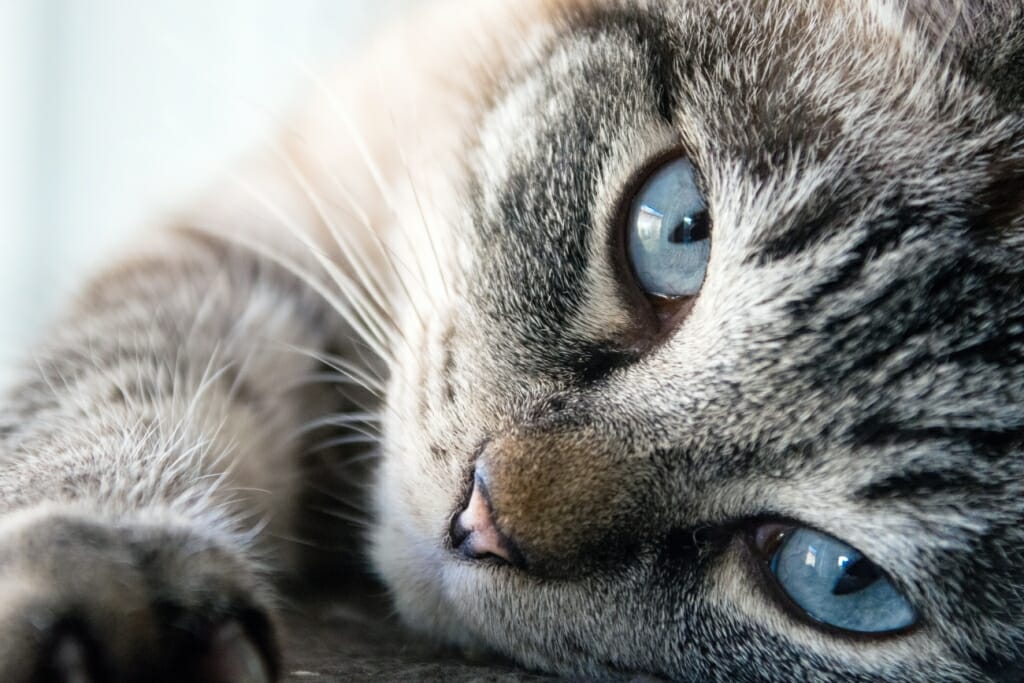 An image of a cat's face, looking straight at the camera using the rule of thirds