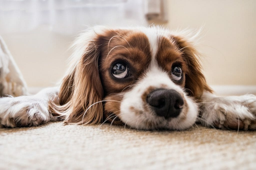 Cute dog with photo focused on its big eyes 