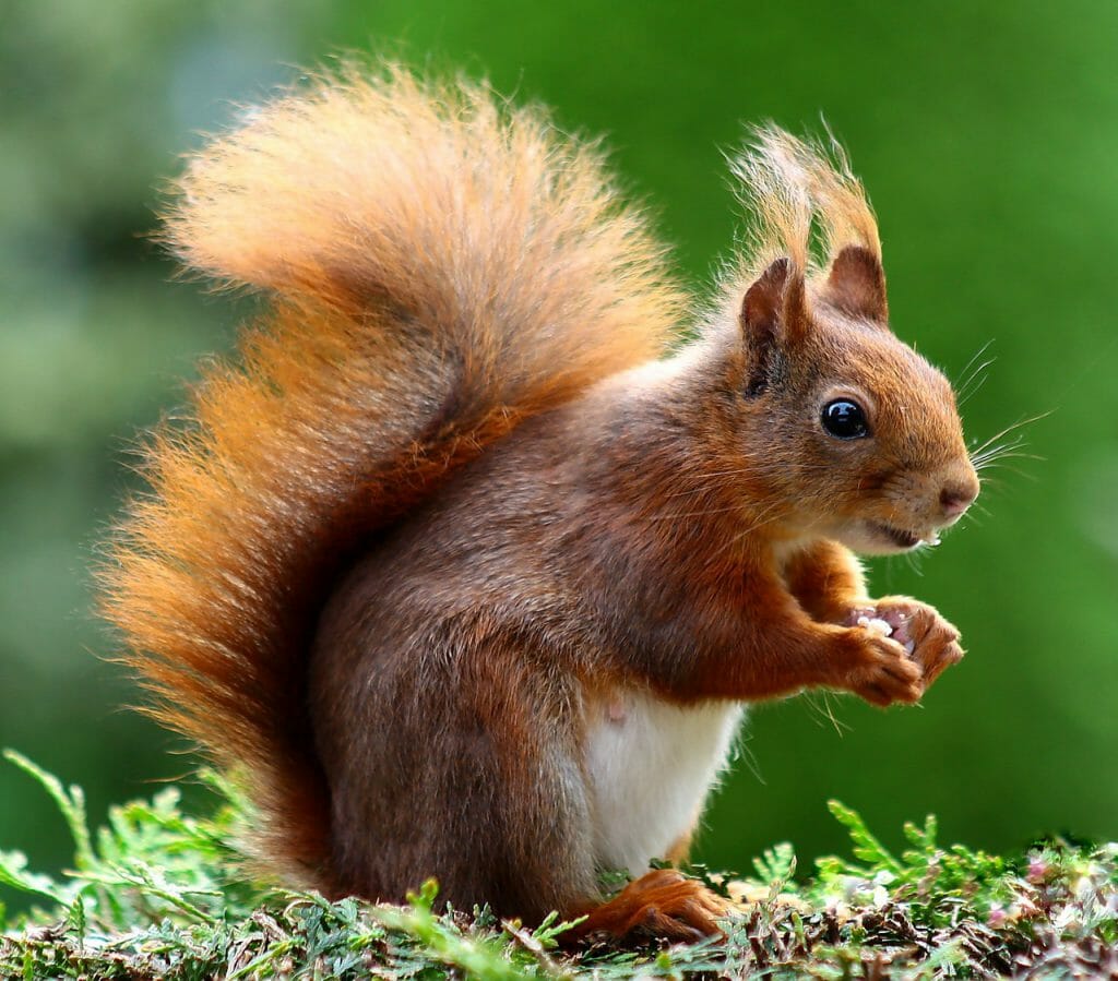 A red squirrel with catch light reflecting in his eyes