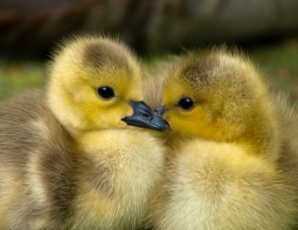 two ducklings photographed in diffused light