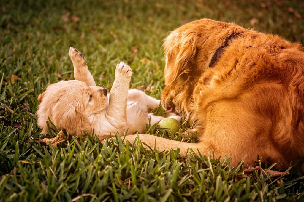 a puppy and mother playing in a field