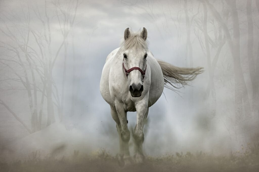 A white horse in a misty forest runs towards the camera