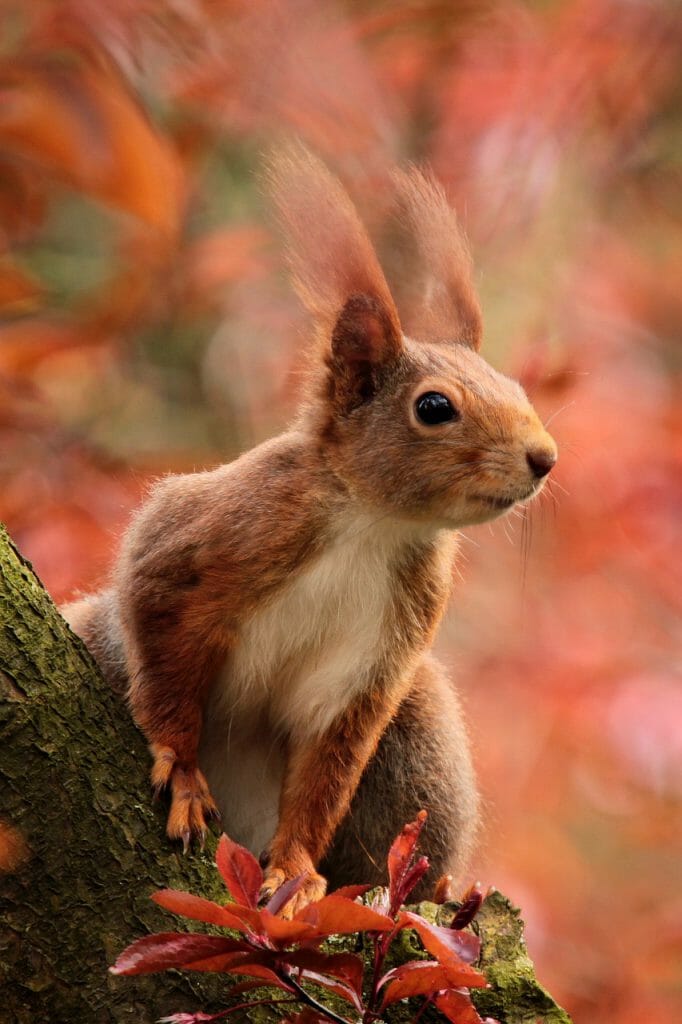 a red squirrel captured in a creamy bokeh background