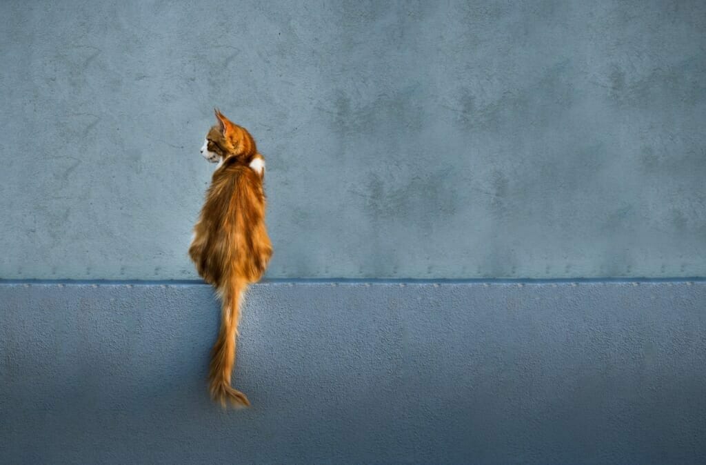 A ginger cat sits with its back to the camera in front of a blue background