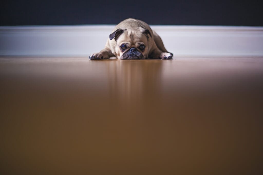 A pug laid low on the floor looking at the camera