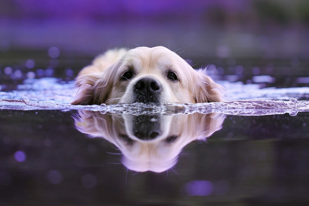 a dog swimming hald submerged in water