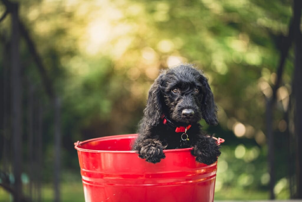 A black puppy sat in a red bucket