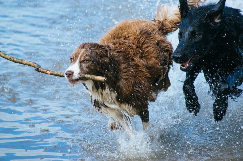 A brown dog with a stick,and a black dog, run through water, an example of action pet photography