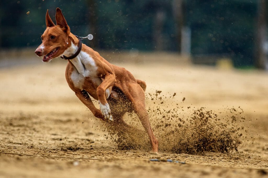 a dog running