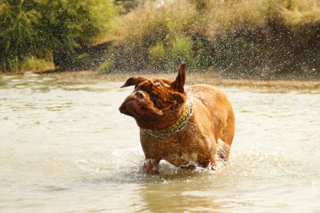 A ginger dog shakes off water while bathing in a river