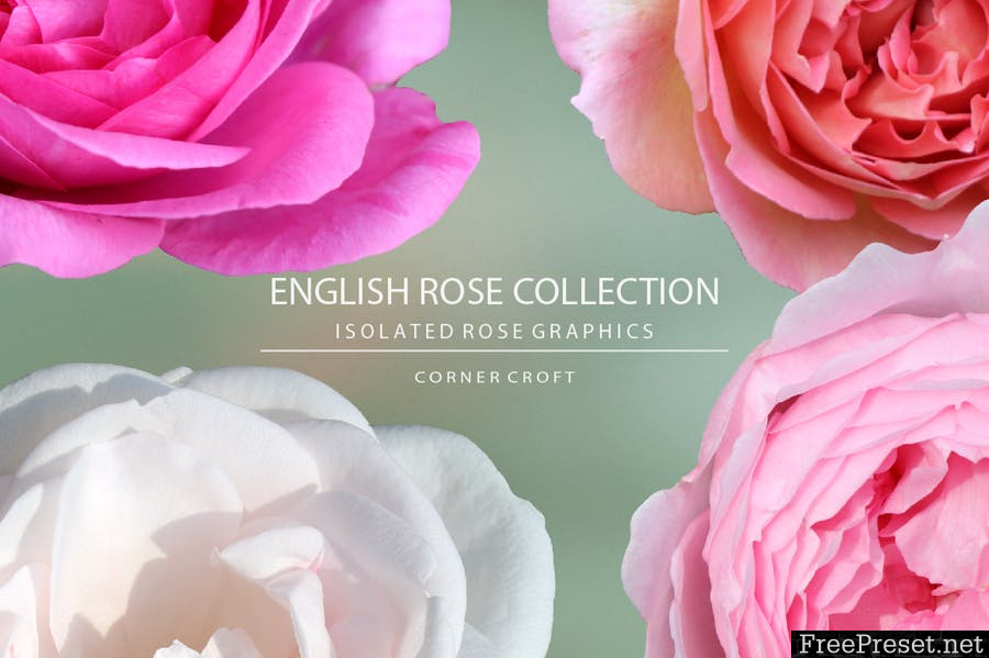 English Rose Collection - JPG, PNG