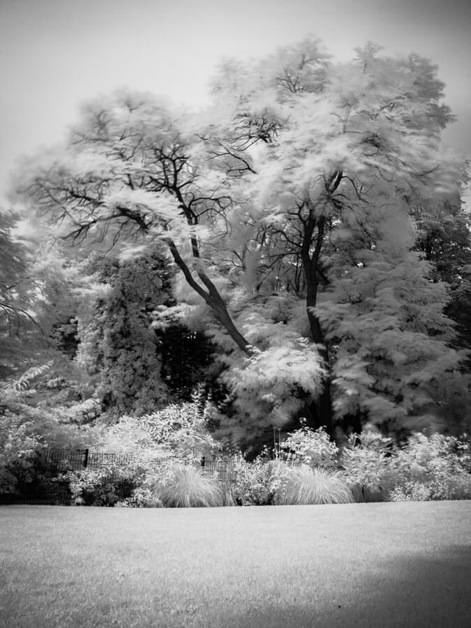 An infrared photo of trees in Ten Bosch garden, Brussels