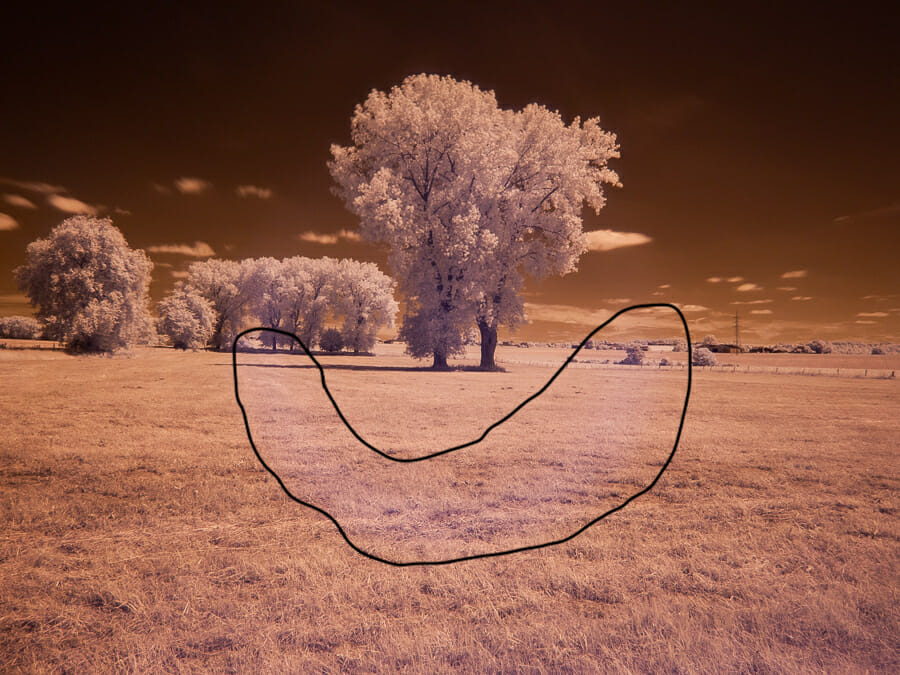 An infrared photo of a tree in a field taken with a lens which has an infrared hot spot