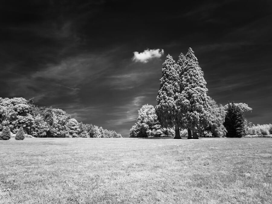 An infrared landscape photo of trees in a field
