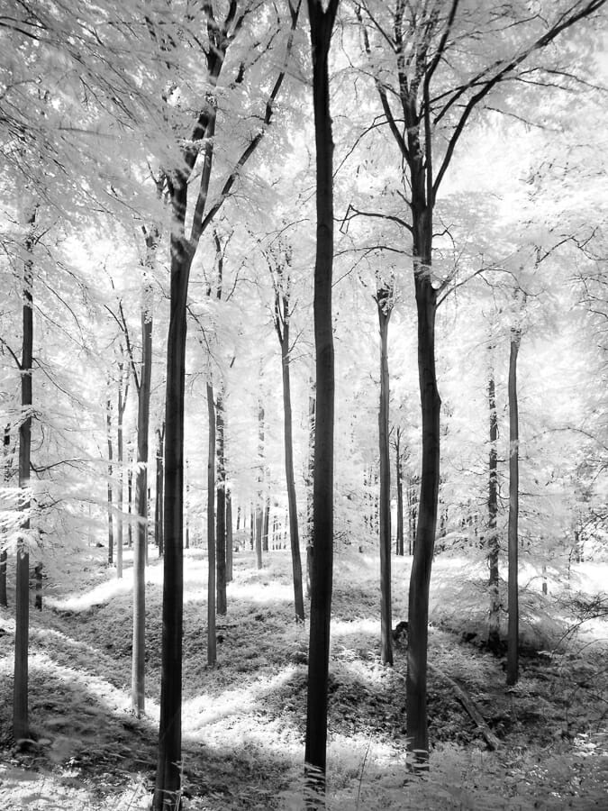 An infrared image of trees in a forest