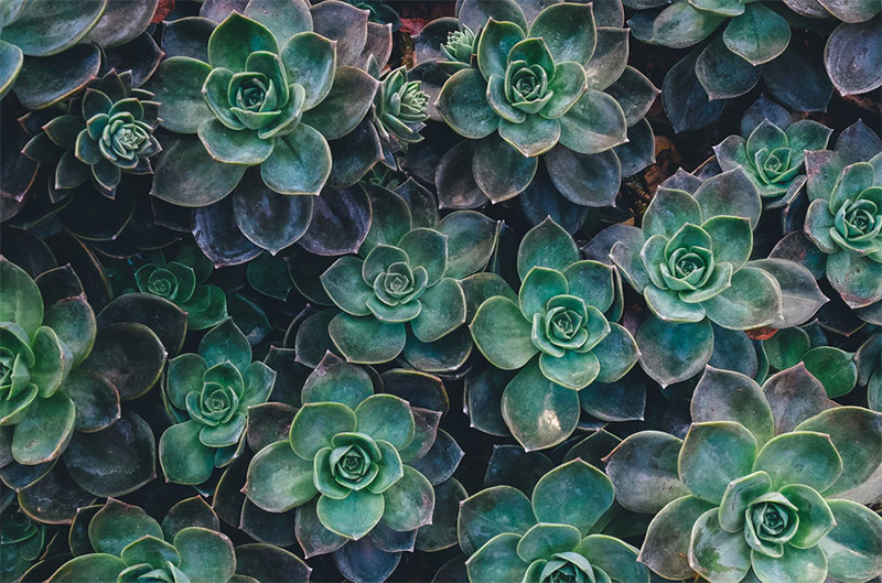 Photo by Annie Spratt / Unsplash License