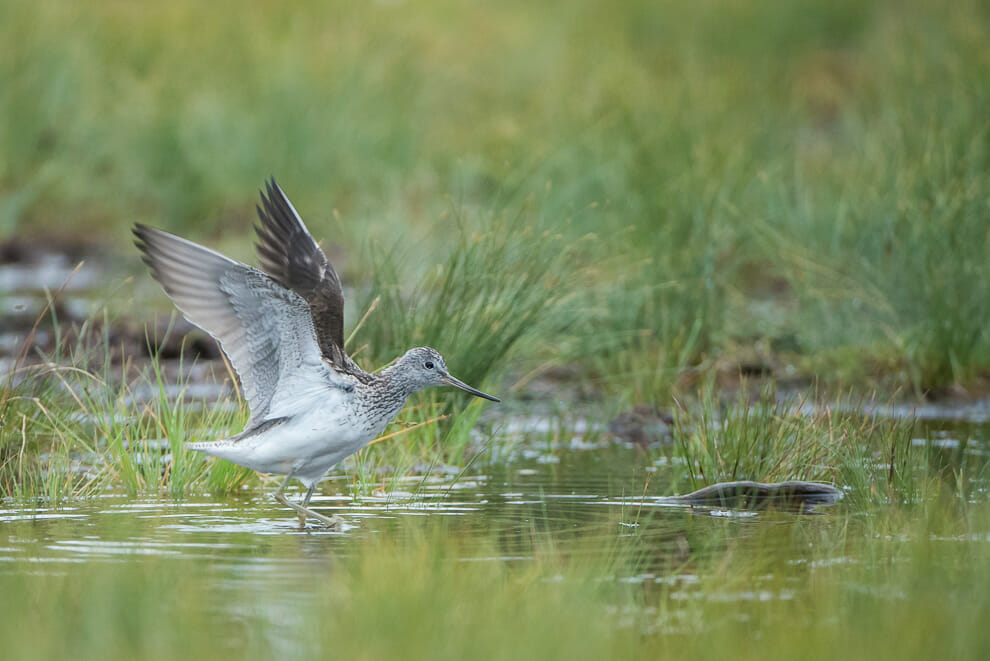 A greenshank bird flapping winds after bathing