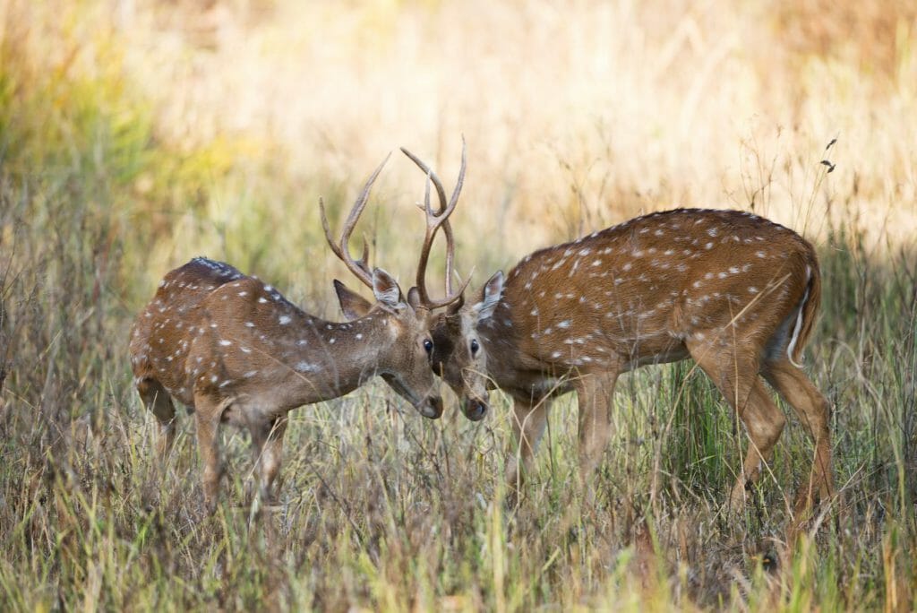 Two male deers fighting in mating season