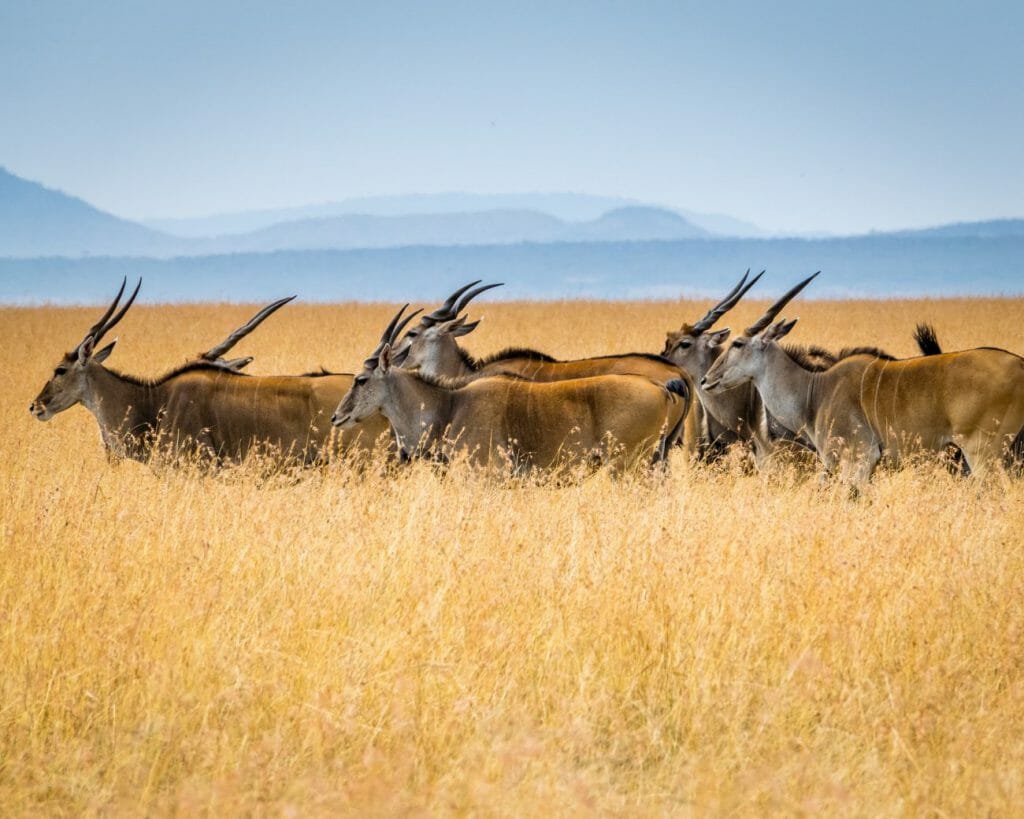 A pack of antelopes roaming in the fields of Africa.