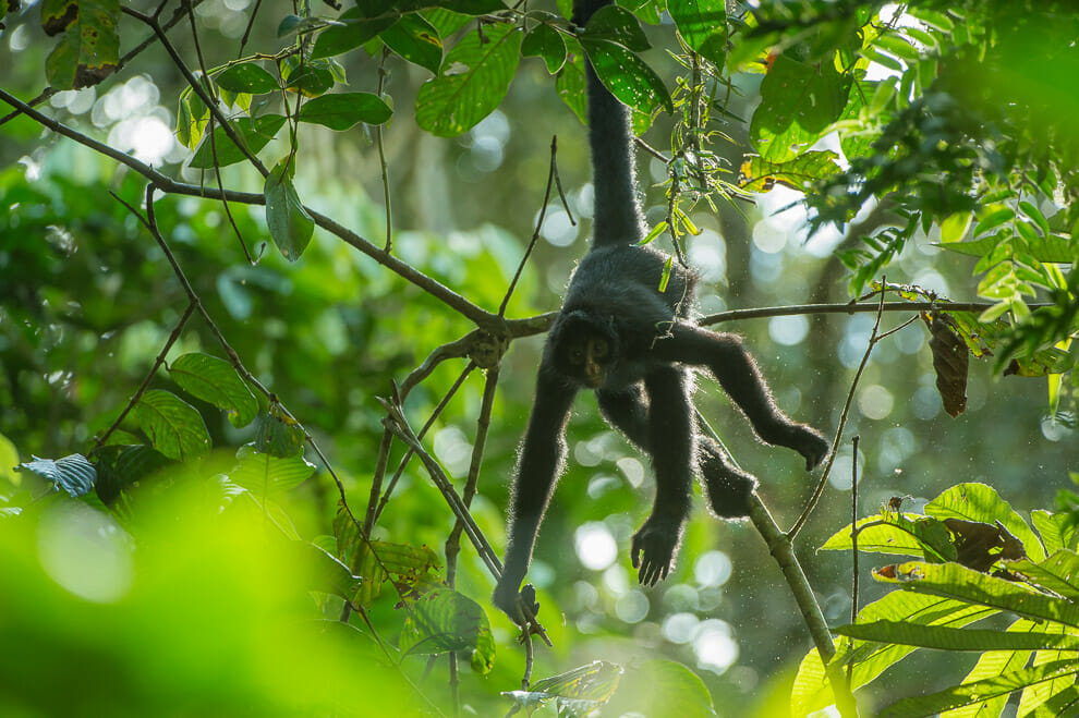 wildlife safari photography tips