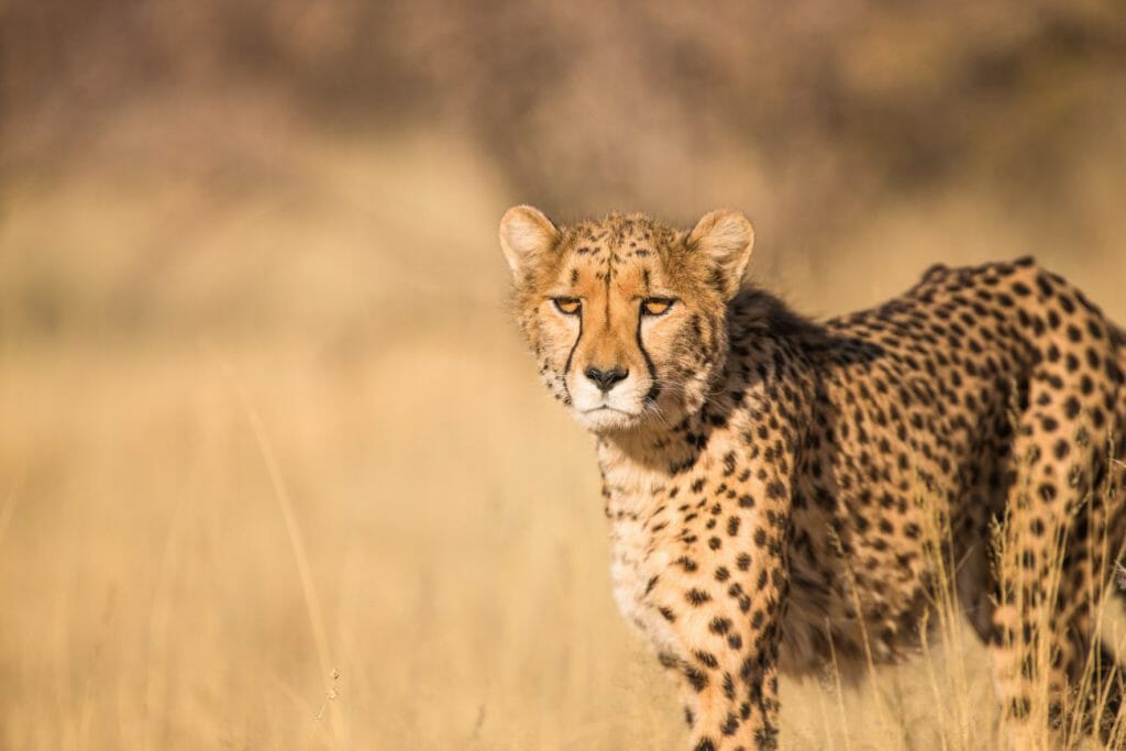 A cheetah looking for a prey, photographed with side lighting