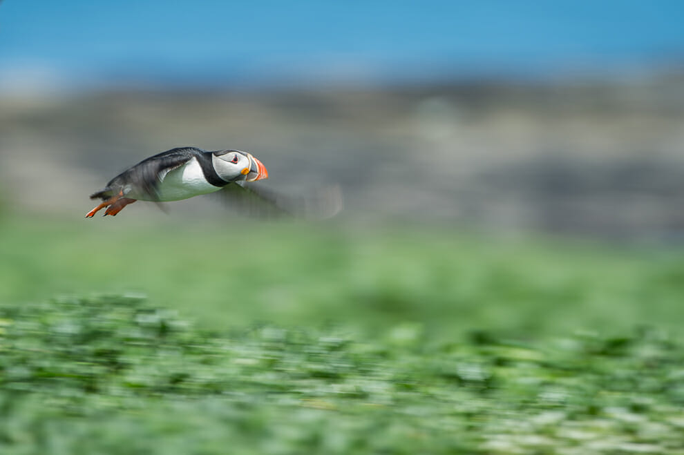 A puffin flying. Photographed with panning method. 