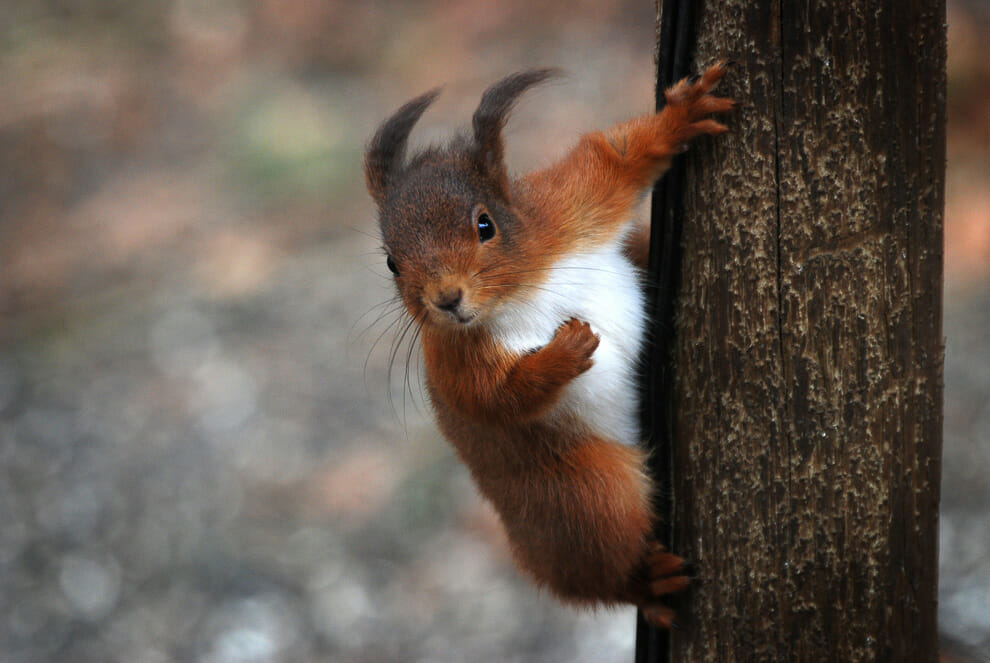 Red Squirrel