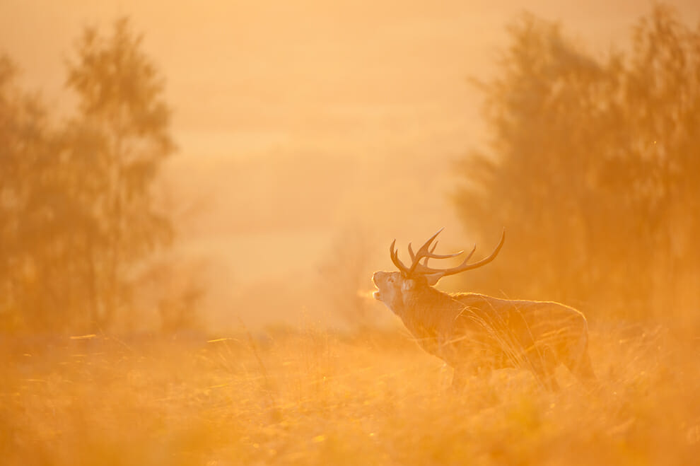 An elk photographed in a golden sunset