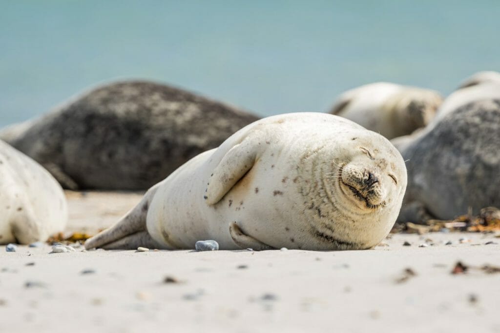 A baby seal sleeping with a smiley face