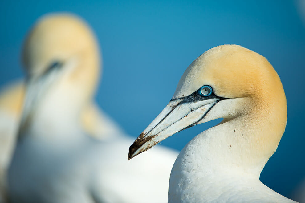 Two birds photographed with one blurred in the background.