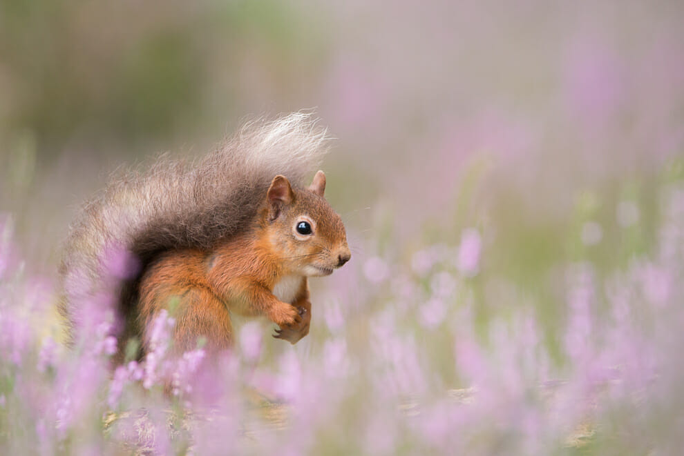 A squirrel pictures with foreground pink flowers