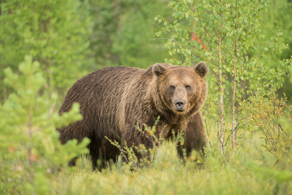 A bear looking straight at the camera. An example of an impactful wildlife photograph