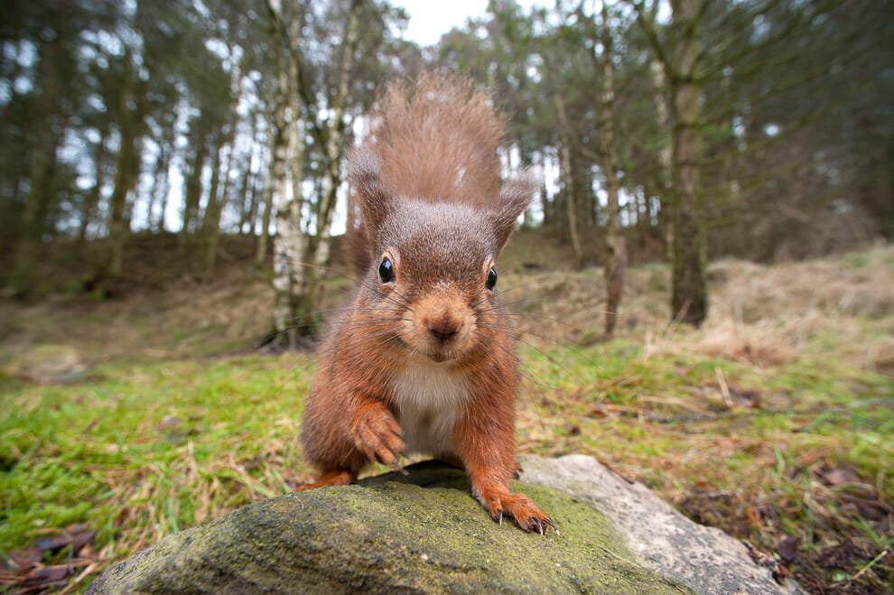 A red squirrel photographed with a wide angle camera