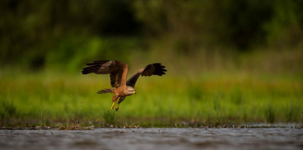 A black kite bird taking off close to a body of water