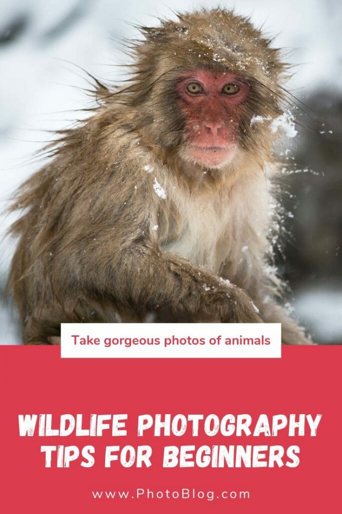 Wildlife photography tips cover