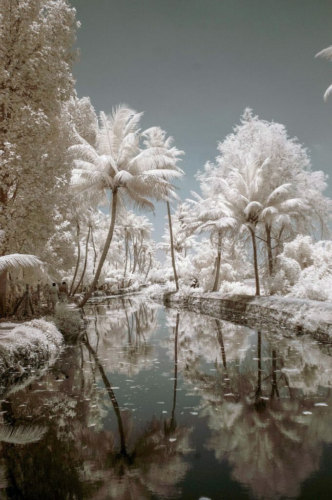 An infrared photo of a pond reflection with some coconut trees