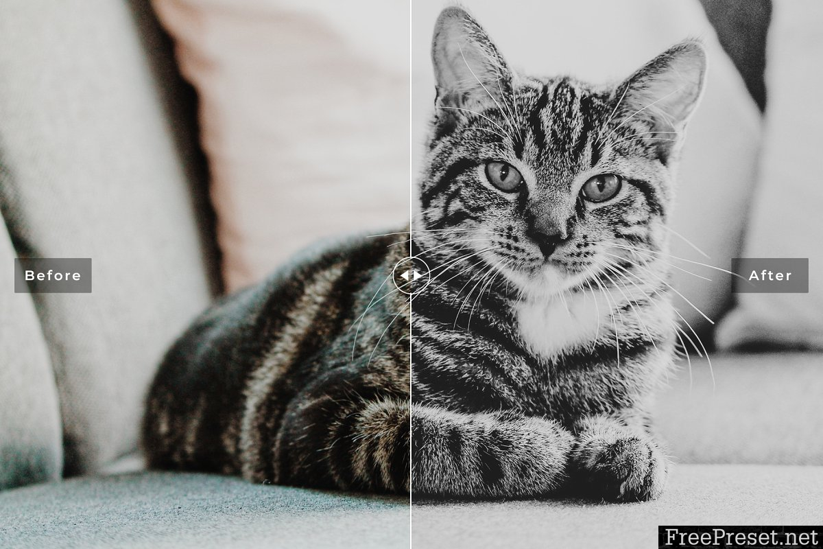 Cats Love Lightroom Presets - Mobile & Desktop