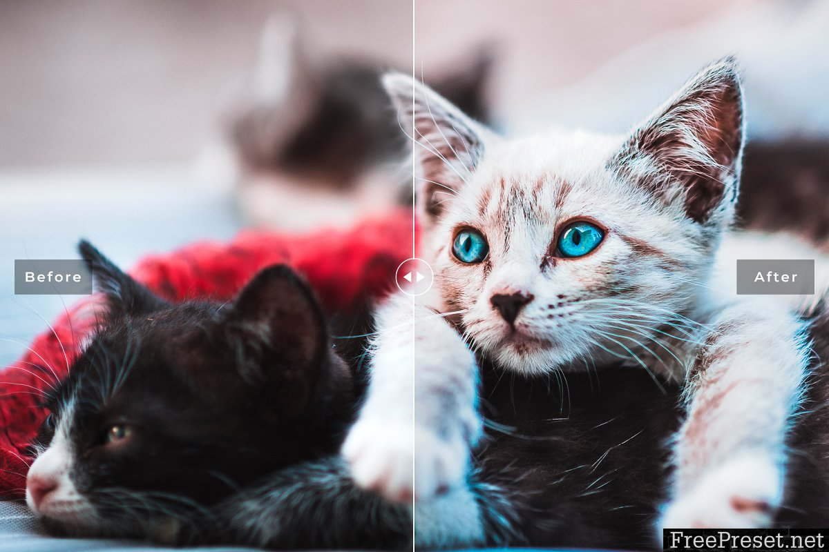 Cats Love Lightroom Presets - Mobile & Desktop