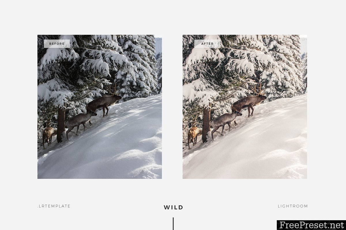 WILD - Presets Pack 1644310