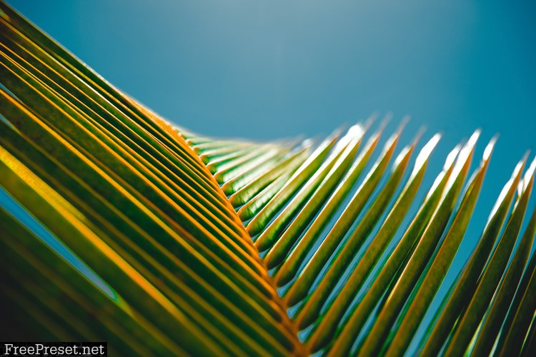 Tropic Color - LR PRESETS - VIBRANT