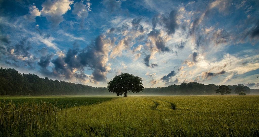 A full-frame image of a tree in a field