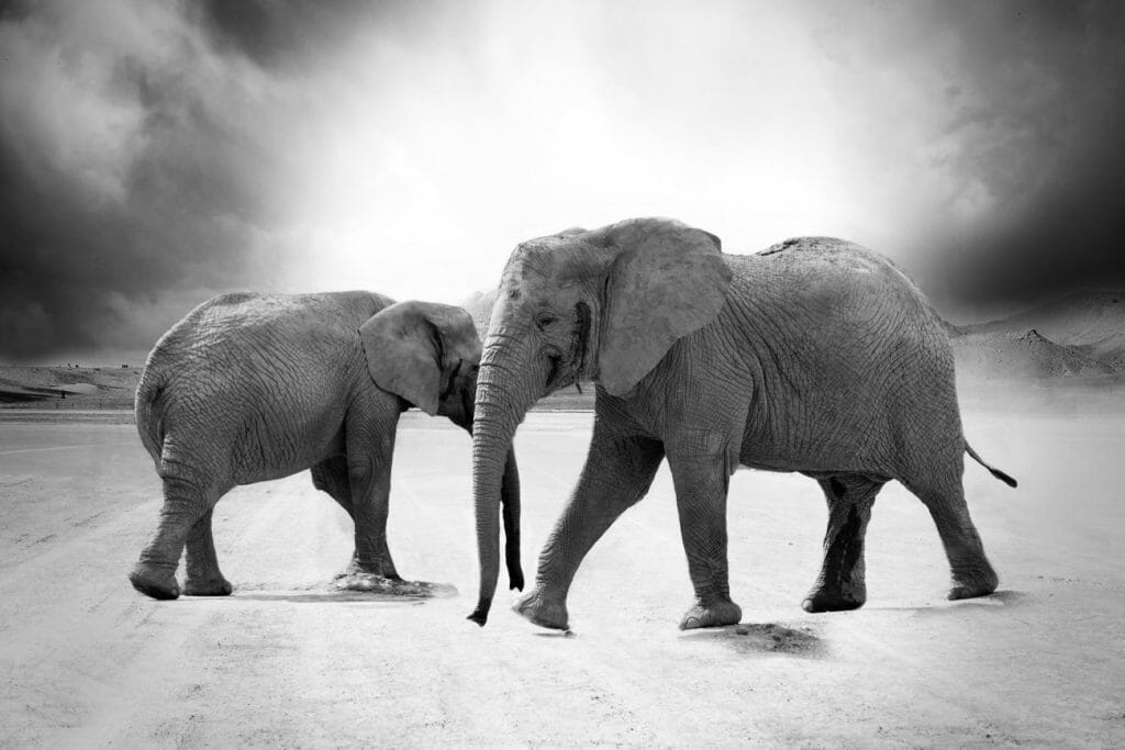 A black and white image of 2 elephants