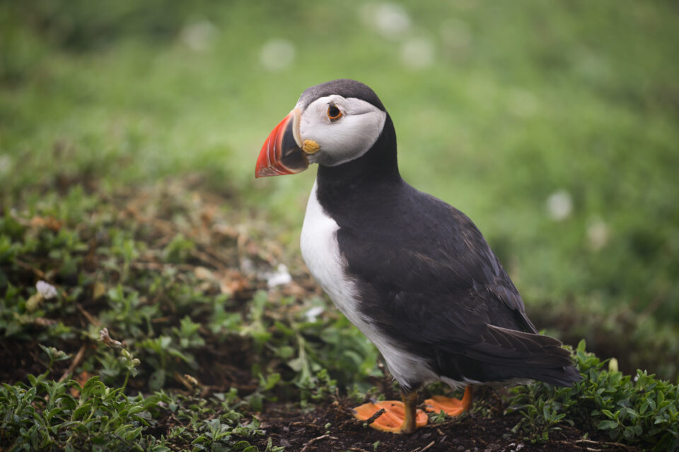 Wildlife photograph of a puffin where I focused on the puffin's eye